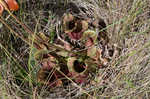 Purple pitcherplant